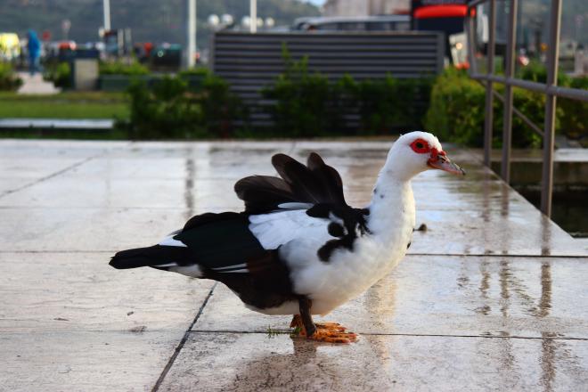 Foto di un uccello